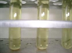 Peptone medium